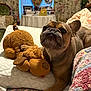 dog, french_bulldog, pet, plush_toy, bed, pillow, blanket, quilt, floral_curtains, window, nightstand, lamp, cozy, indoor, portrait, brown_fur, nose, eyes, paw, toy