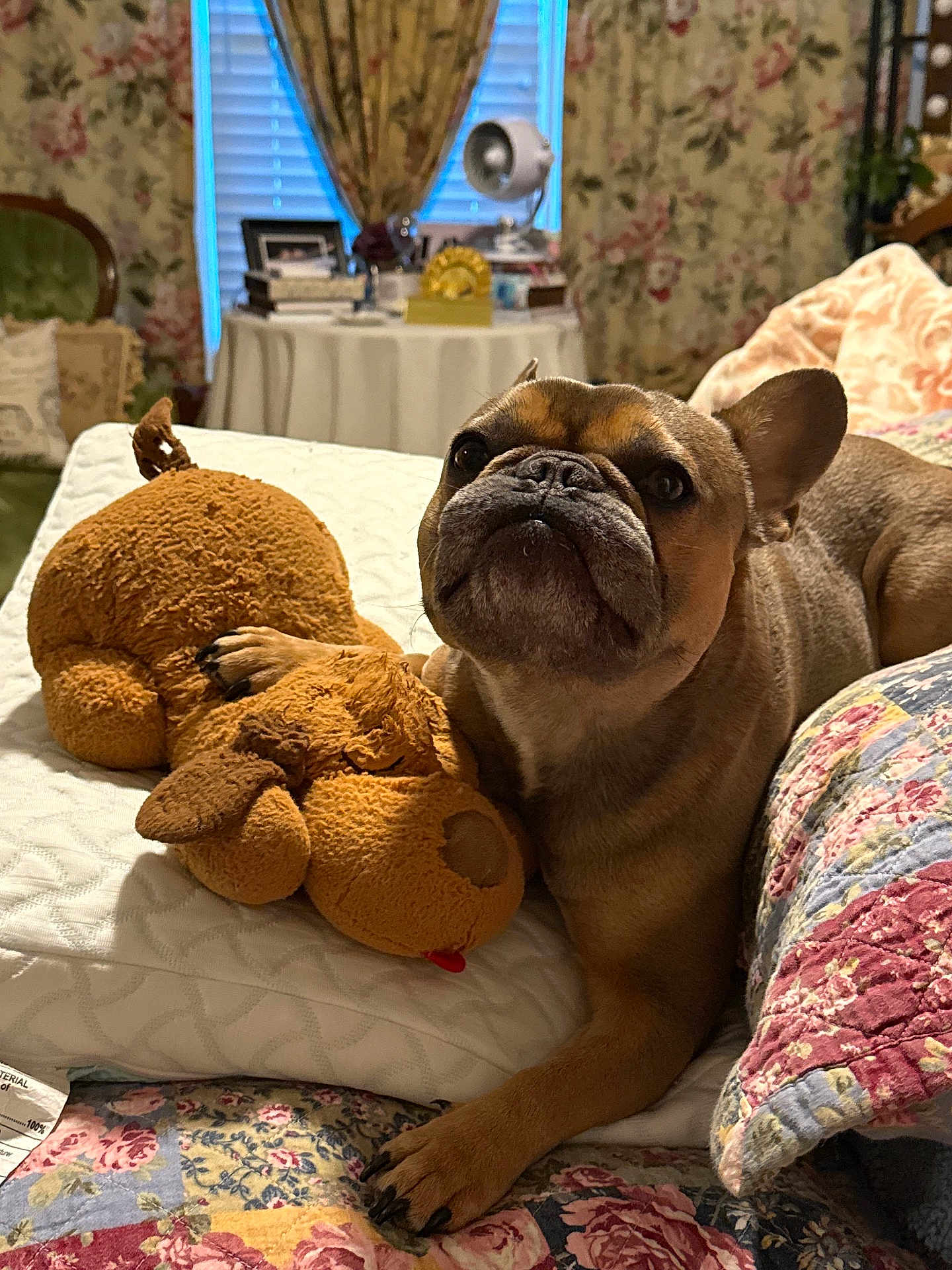 Nash is registered to the contest to win money with this photo: dog, french_bulldog, pet, plush_toy, bed, pillow, blanket, quilt, floral_curtains, window, nightstand, lamp, cozy, indoor, portrait, brown_fur, nose, eyes, paw, toy