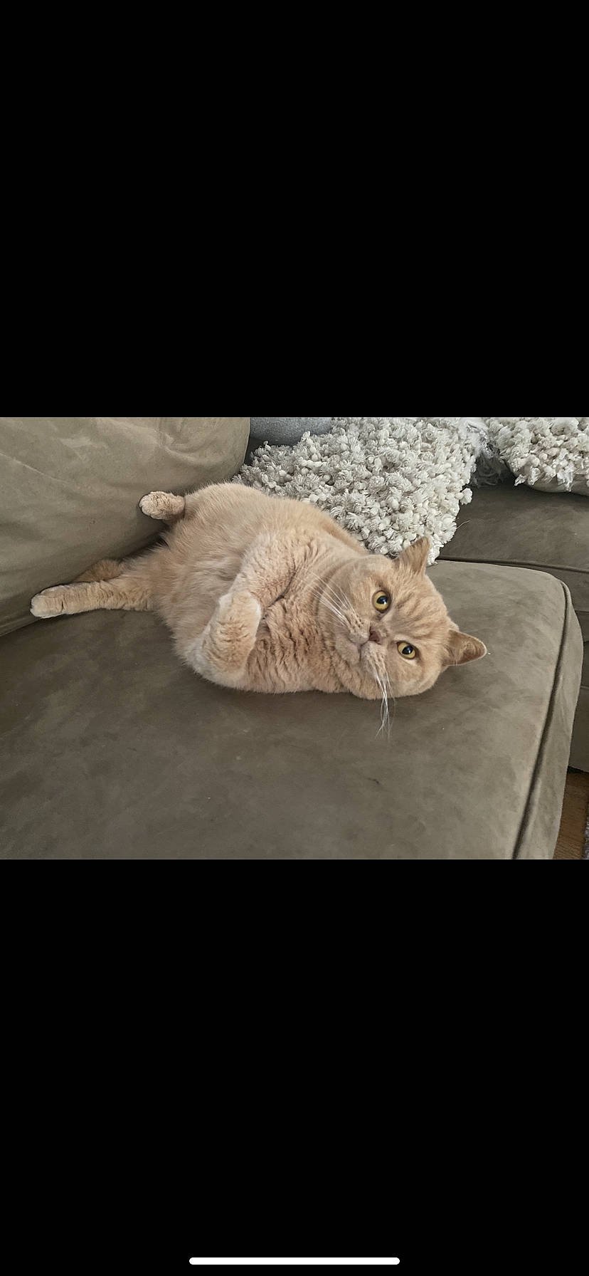 Finley joined the competition — help win amazing prizes! carnivore, cat, chair, comfort, domestic_short_haired_cat, fawn, felidae, flooring, fur, grey, linens, paw, rock, small_to_medium_sized_cats, still_life_photography, table, tail, teddy_bear, whiskers, wood