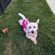 Angel is registered to the contest to win money with this photo: dog, small_dog, white_dog, grass, outdoor, pet, pink_shirt, leaf, fence, pavement, curious, alert, animal, canine, cute, lawn, summer, sunlight, playful, resting