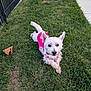 dog, small_dog, white_dog, grass, outdoor, pet, pink_shirt, leaf, fence, pavement, curious, alert, animal, canine, cute, lawn, summer, sunlight, playful, resting
