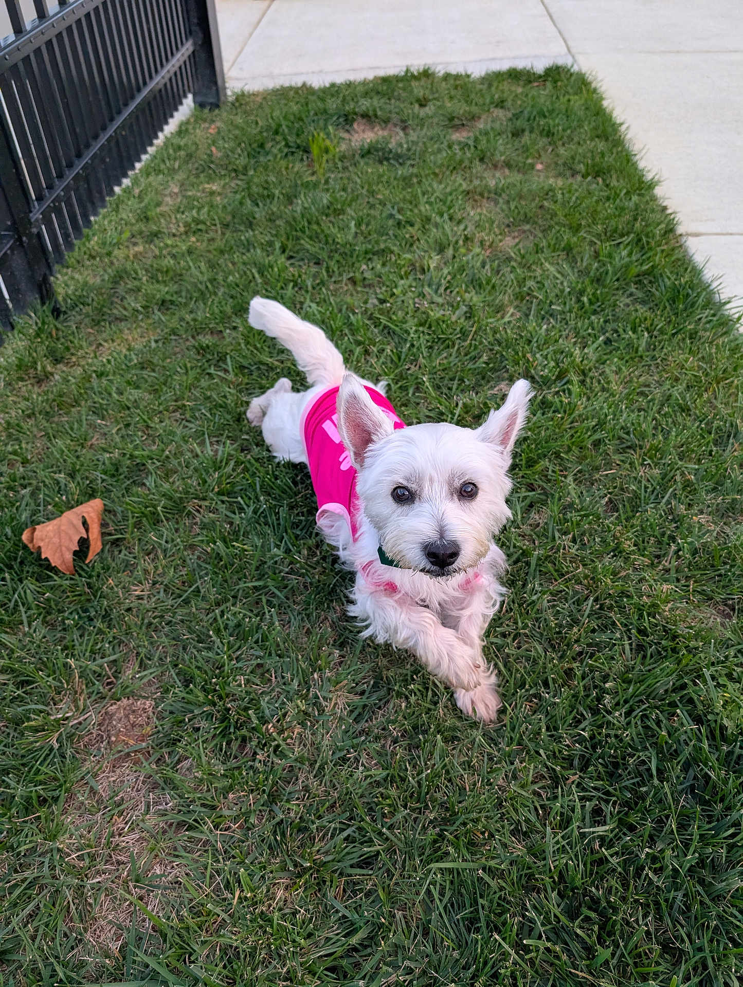 Angel