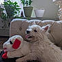 Angel-Skye is registered to the contest to win money with this photo: animal, ball, canine, couch, cushion, dog, football, furniture, homedecor, jar, pet, plant, planter, pottedplant, pottery, puppy, soccer, soccerball, vase, whitedog