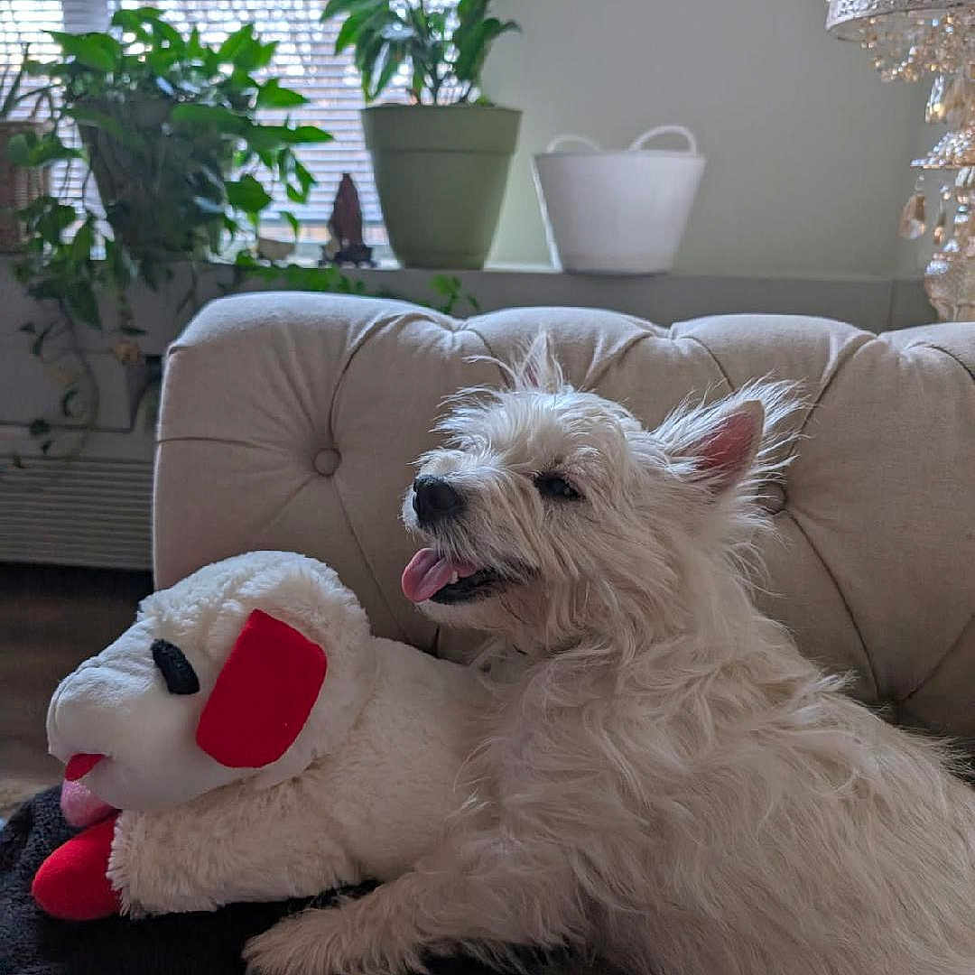 Angel-Skye is registered to the contest to win money with this photo: animal, ball, canine, couch, cushion, dog, football, furniture, homedecor, jar, pet, plant, planter, pottedplant, pottery, puppy, soccer, soccerball, vase, whitedog