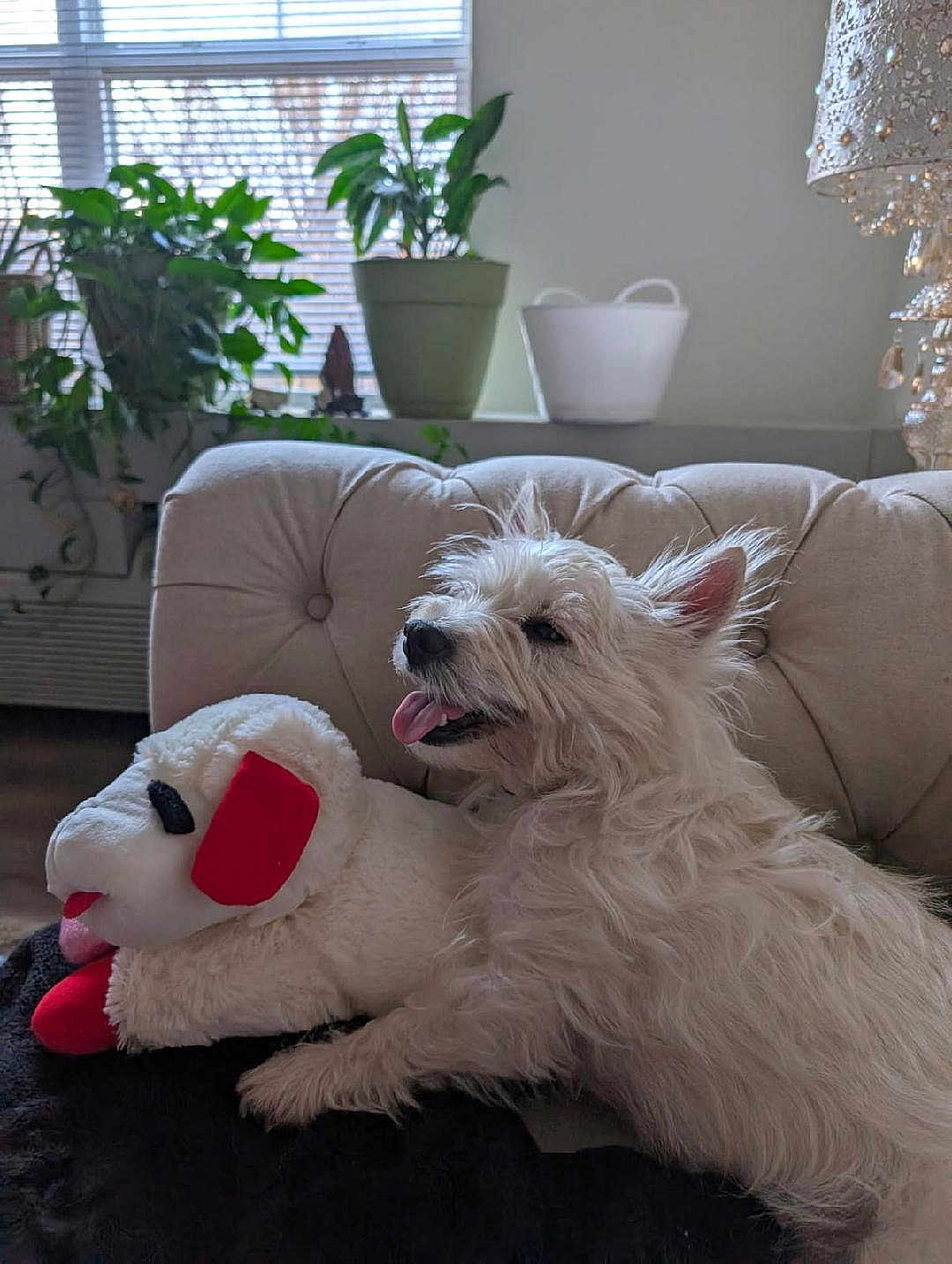 Angel-Skye is registered to the contest to win money with this photo: animal, ball, canine, couch, cushion, dog, football, furniture, homedecor, jar, pet, plant, planter, pottedplant, pottery, puppy, soccer, soccerball, vase, whitedog