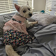 Angel-Skye is registered to the contest to win money with this photo: dog, pet, bed, blanket, clothing, dress, floral_pattern, window, blinds, fur, cute, indoor, cozy, looking_back, tail, pillow, resting, sunlight, animal, comfortable
