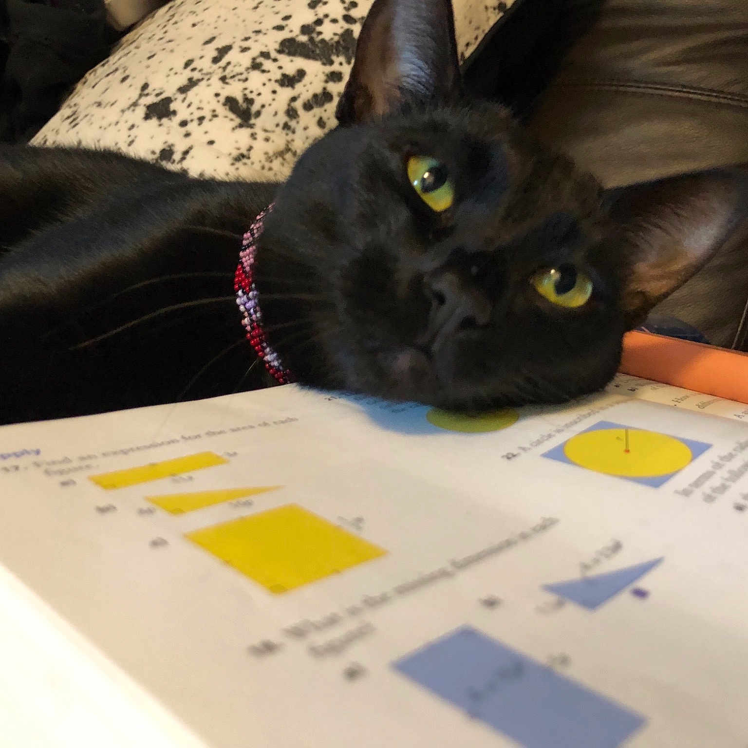 Kk joined the competition — help win amazing prizes! asian, black_cat, bombay, carnivore, cat, domestic_short_haired_cat, felidae, korat, paper, paper_product, small_to_medium_sized_cats, snout, whiskers