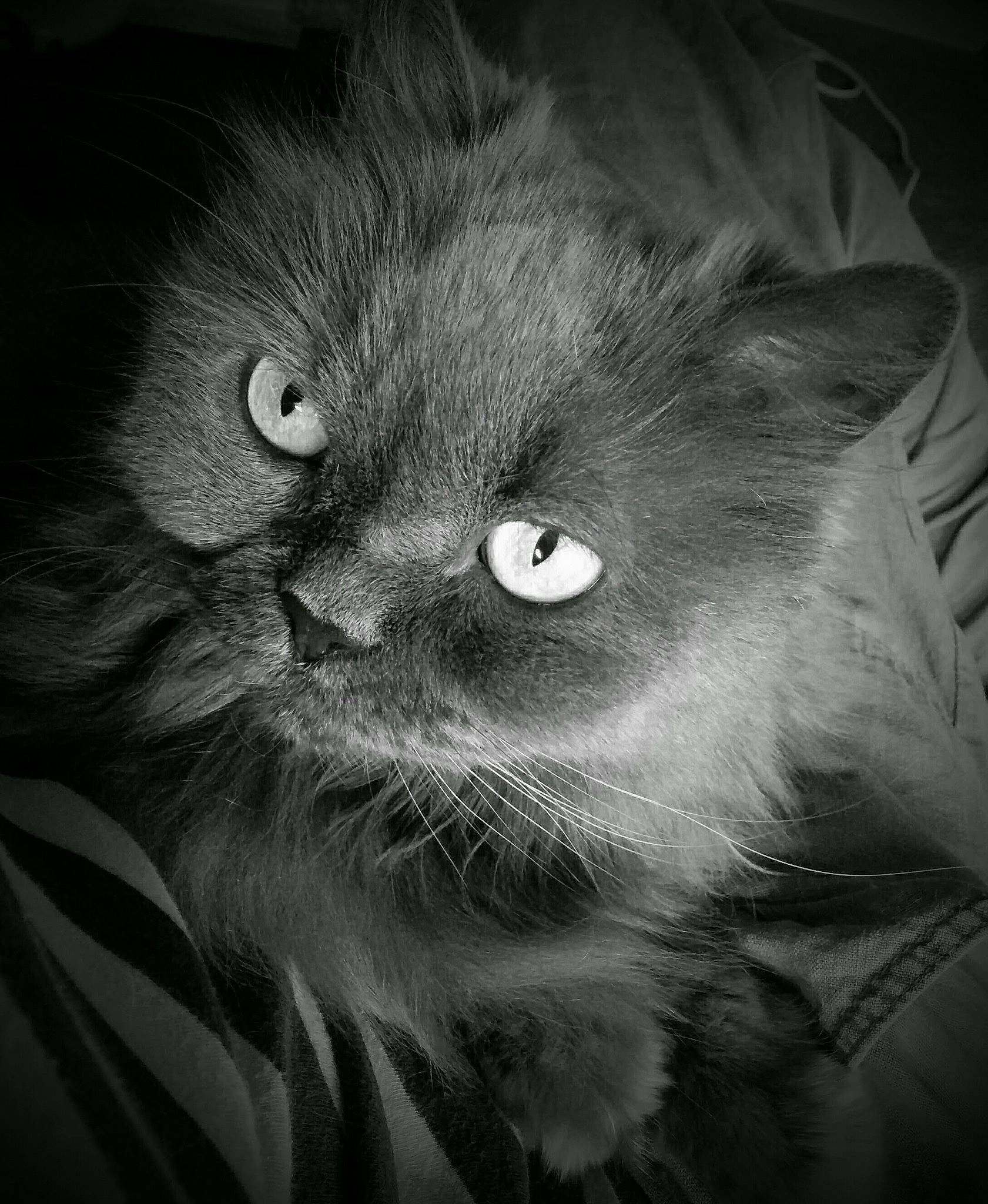 Bamboo participe au concours pour gagner de l'argent avec cette photo : british_longhair, carnivore, cat, close_up, comfort, darkness, domestic_short_haired_cat, eye, felidae, fur, grey, monochrome, monochrome_photography, small_to_medium_sized_cats, snout, still_life_photography, terrestrial_animal, whiskers