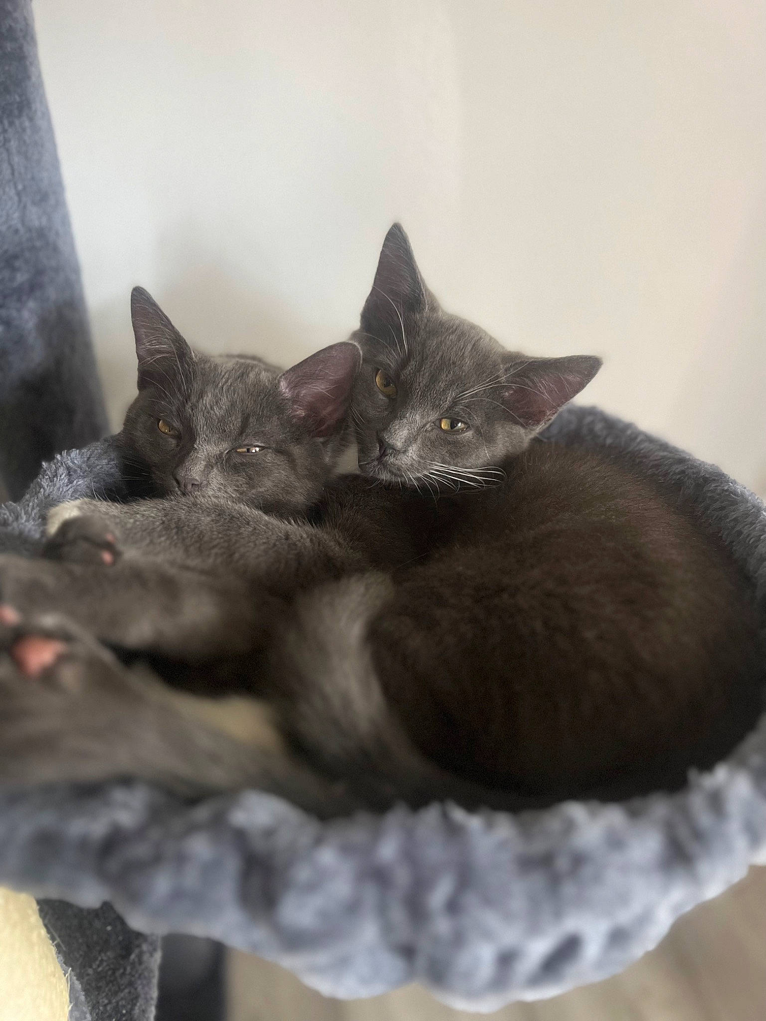 Arlo is registered to the contest to win money with this photo: black_cat, carnivore, cat, cat_bed, cat_supply, claw, comfort, domestic_short_haired_cat, felidae, fur, grey, nap, small_to_medium_sized_cats, snout, tail, whiskers