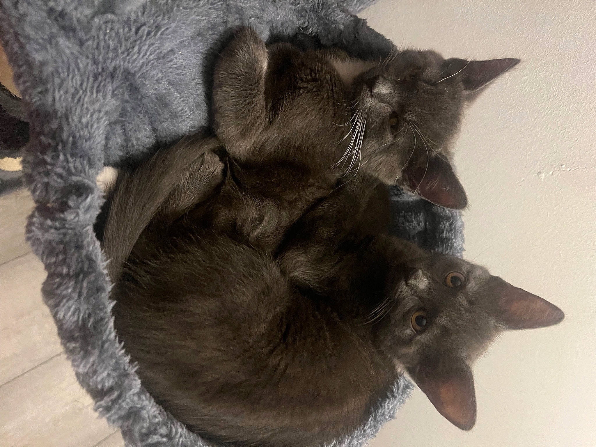 Arlo is registered to the contest to win money with this photo: bag, carnivore, cat, cat_supply, claw, comfort, domestic_short_haired_cat, fawn, felidae, fur, grey, natural_material, paw, plant, small_to_medium_sized_cats, snout, tail, terrestrial_animal, whiskers, working_animal