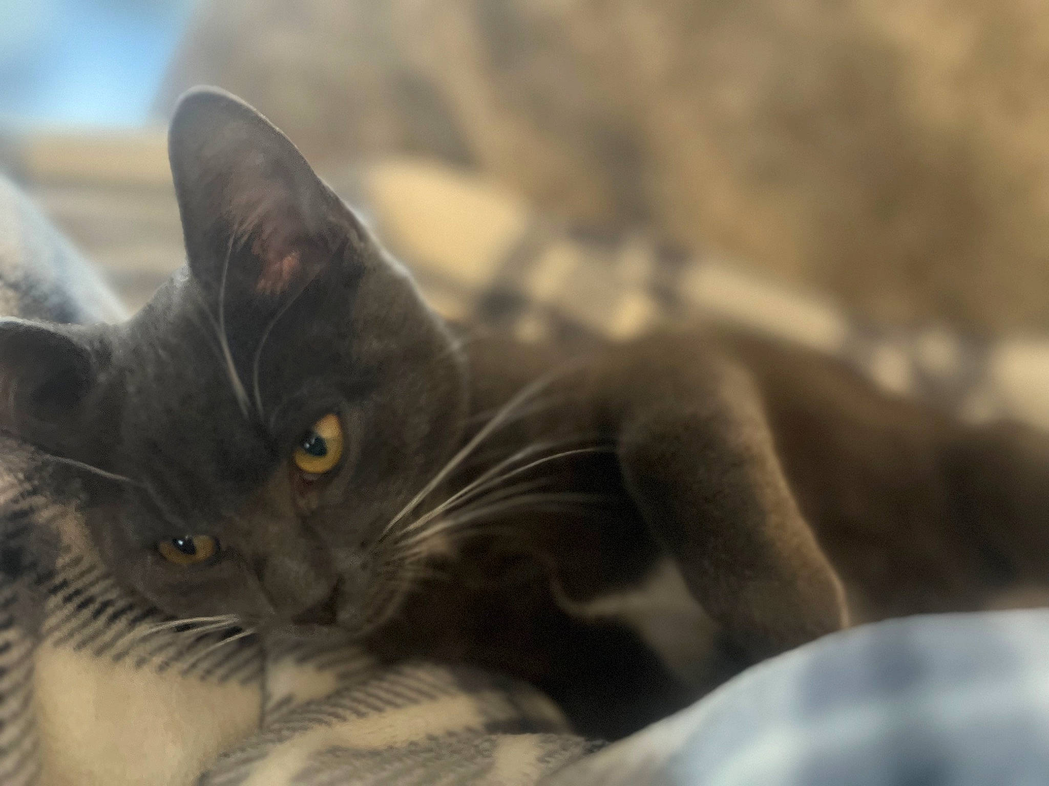 Arlo joined the competition — help win amazing prizes! black_cat, carnivore, cat, claw, cloud, comfort, domestic_short_haired_cat, felidae, fur, grey, monochrome_photography, paw, sand, sky, small_to_medium_sized_cats, snout, tail, tree, whiskers, wildlife