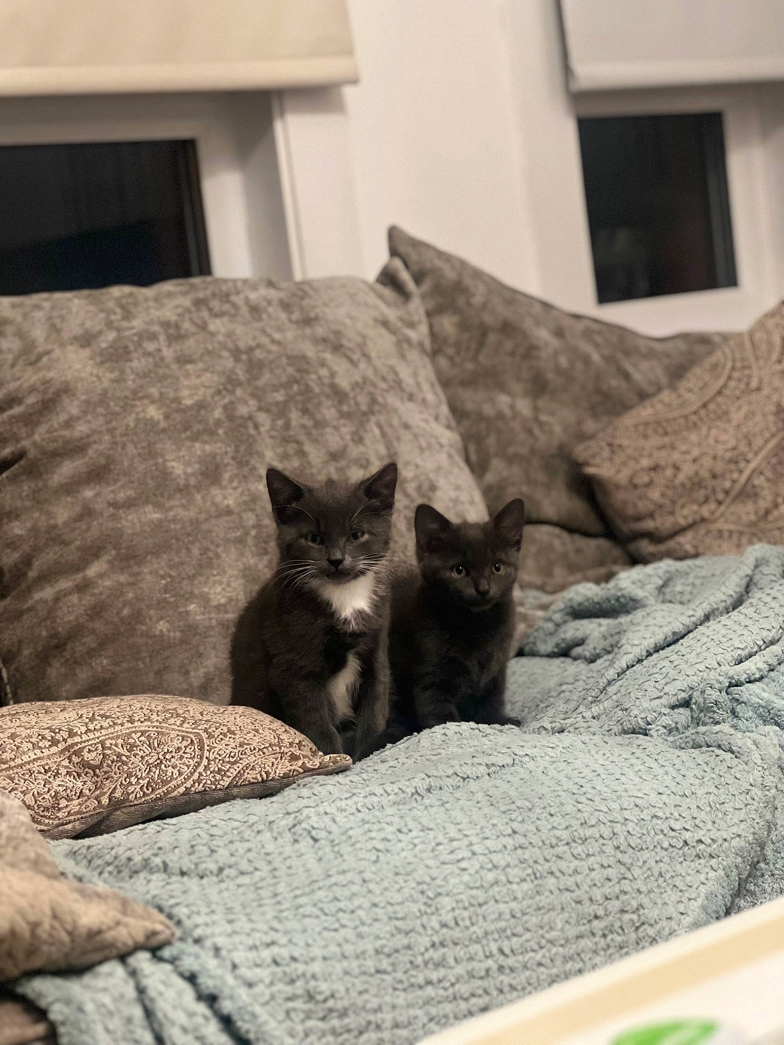 Enzo joined the competition — help win amazing prizes! bed, bedding, black_cat, carnivore, cat, comfort, domestic_short_haired_cat, felidae, flooring, grey, hardwood, linens, monochrome, monochrome_photography, room, small_to_medium_sized_cats, tail, textile, whiskers, wood