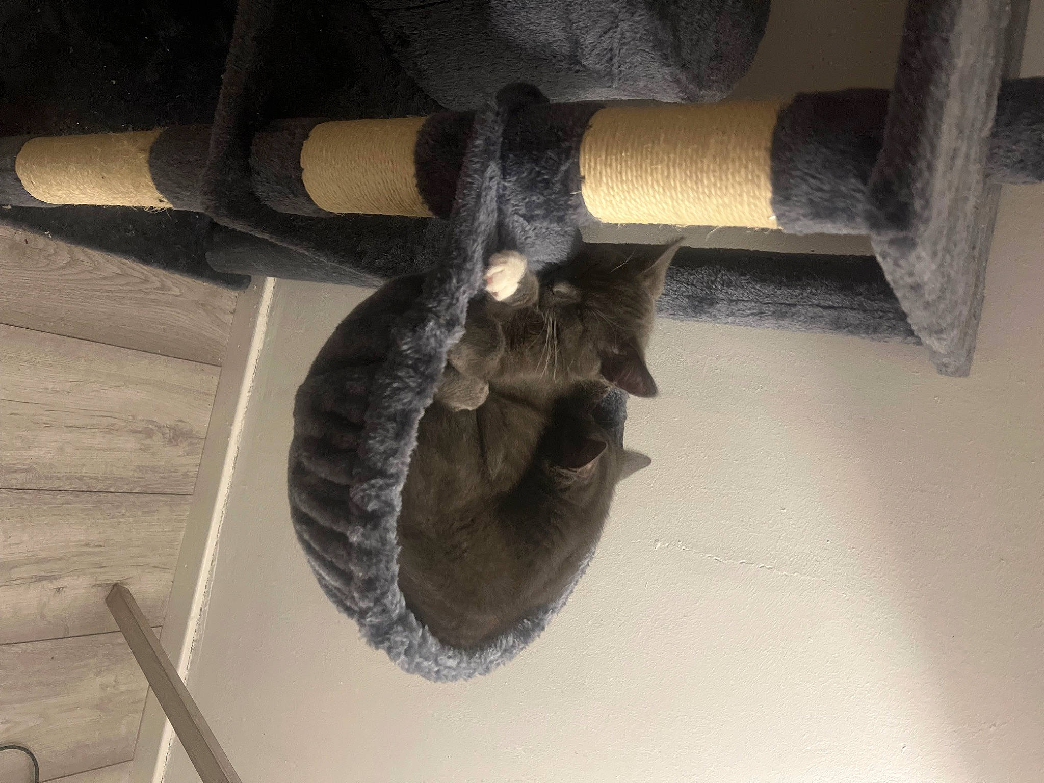 Enzo is registered to the contest to win money with this photo: auto_part, automotive_tire, automotive_wheel_system, fur, hardwood, human_leg, metal, python, reptile, room, serpent, snake, tail, terrestrial_animal, tree, visual_arts, wing, wood