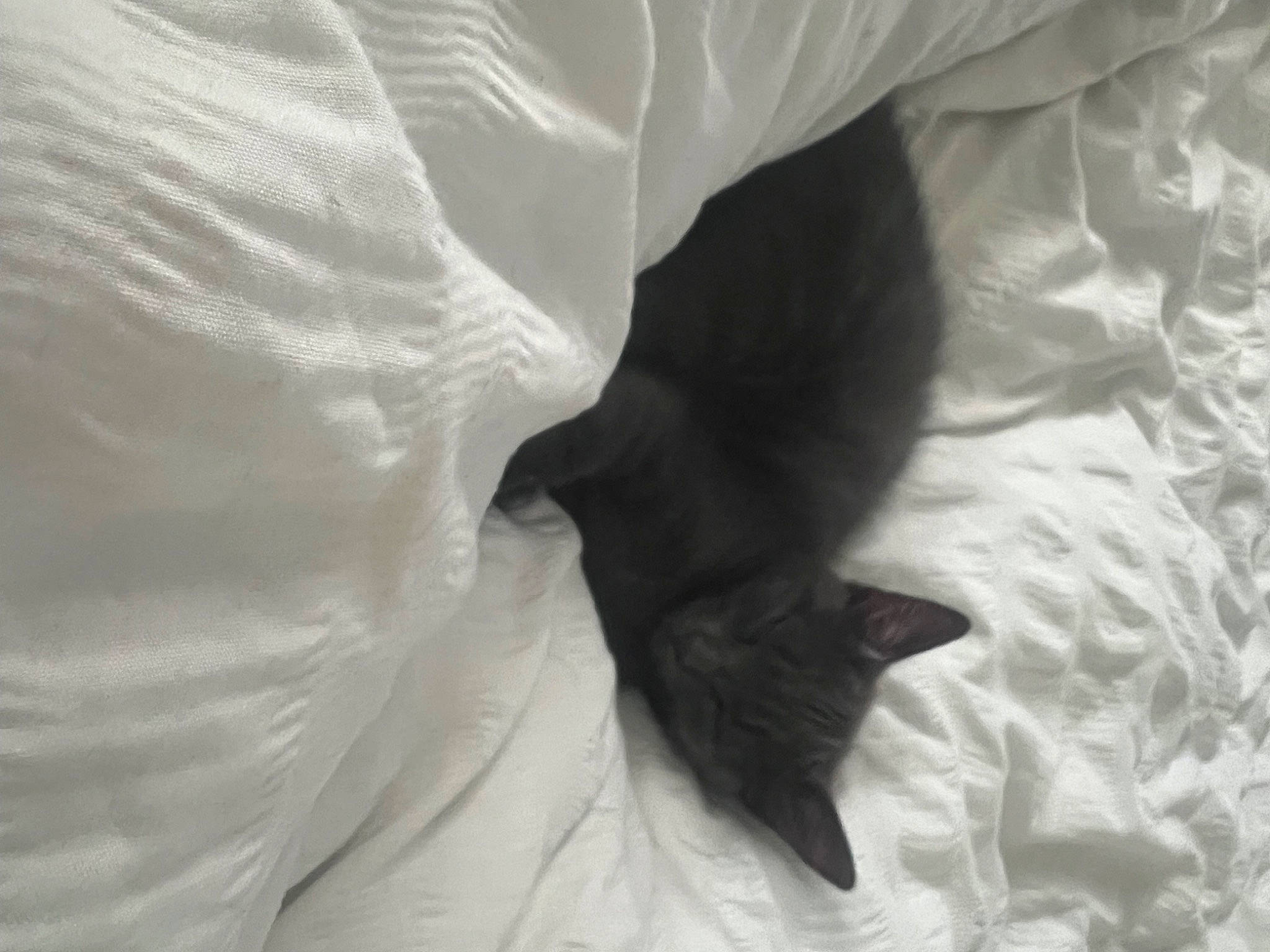 Enzo joined the competition — help win amazing prizes! bed, bed_sheet, bedding, bedroom, black_cat, carnivore, cat, claw, comfort, domestic_short_haired_cat, duvet, felidae, fur, grey, human_leg, linens, small_to_medium_sized_cats, tail, tints_and_shades, whiskers