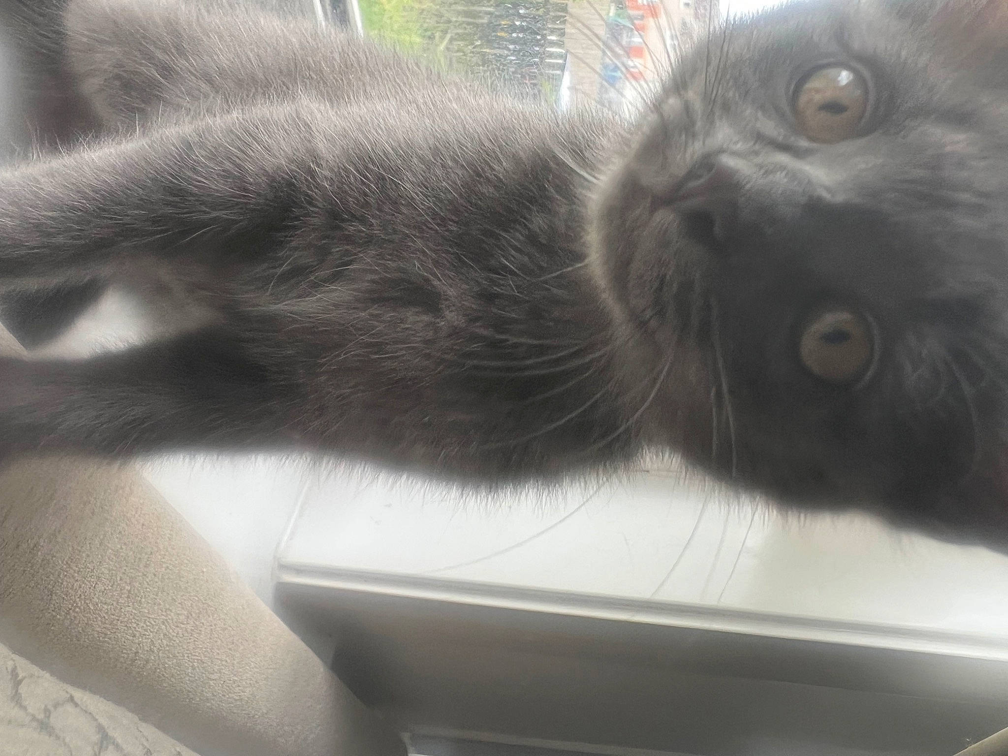 Enzo is registered to the contest to win money with this photo: black_cat, carnivore, cat, claw, comfort, domestic_short_haired_cat, felidae, fur, grey, paw, small_to_medium_sized_cats, snout, tail, terrestrial_animal, whiskers