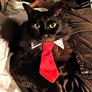 Bigboi is registered to the contest to win money with this photo: animal, black_cat, black_fur, cat, closeup, collar, cozy, cute, domestic_cat, feline, fur, indoor, looking_at_camera, pet, portrait, resting, soft_lighting, tie, whiskers, yellow_eyes