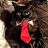 animal, black_cat, black_fur, cat, closeup, collar, cozy, cute, domestic_cat, feline, fur, indoor, looking_at_camera, pet, portrait, resting, soft_lighting, tie, whiskers, yellow_eyes