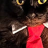 Bigboi joined the competition — help win amazing prizes! animal, black_cat, business, close_up, collar, cute, domestic_cat, expression, face, feline, formal_wear, fur, indoor, pet, portrait, red_tie, tie, whiskers, white_collar, yellow_eyes