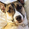 Karley joined the competition — help win amazing prizes! alert, animal, brown, canine, close_up, collar, cute, dog, domestic_animal, ears, face, friendly, fur, indoor, looking_at_camera, lying_down, pet, portrait, quilted_blanket, white