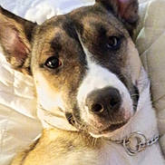 Karley is registered to the contest to win money with this photo: animal_face, brown_fur, canine, close_up, collar, companion, curious, cute, dog, domestic_animal, ears_up, friend, furry, indoor, lying_down, pet, portrait, quilted_bedspread, relaxed, white_fur