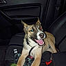 Karley is registered to the contest to win money with this photo: animal, black, can, car, collar, dog, door, flash, happy, interior, leash, night, pet, seat, seatbelt, smiling, tan, tongue, vehicle, white