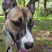 Karley joined the competition — help win amazing prizes! dog, canine, outdoor, greenery, grass, trees, close_up, heterochromia, brown_eye, blue_eye, tongue_out, ears_up, nature, sunlight, leash, pet, animal, happy, portrait, forest