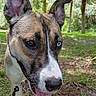 dog, canine, outdoor, greenery, grass, trees, close_up, heterochromia, brown_eye, blue_eye, tongue_out, ears_up, nature, sunlight, leash, pet, animal, happy, portrait, forest