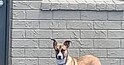 Karley is registered to the contest to win money with this photo: alert, animal, background, brick_wall, brown_dog, canine, collar, curious, daylight, dog, ears_up, outdoor, pavement, pet, short_hair, sidewalk, standing, urban, watchful, window