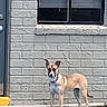 alert, animal, background, brick_wall, brown_dog, canine, collar, curious, daylight, dog, ears_up, outdoor, pavement, pet, short_hair, sidewalk, standing, urban, watchful, window