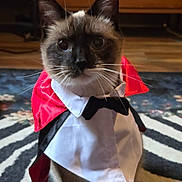 Quinn is registered to the contest to win money with this photo: cat, costume, cape, bow_tie, indoor, pet, animal, feline, brown, white, black, ears, whiskers, floor, rug, wooden_furniture, cute, portrait, sitting, curious