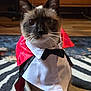 cat, costume, cape, bow_tie, indoor, pet, animal, feline, brown, white, black, ears, whiskers, floor, rug, wooden_furniture, cute, portrait, sitting, curious