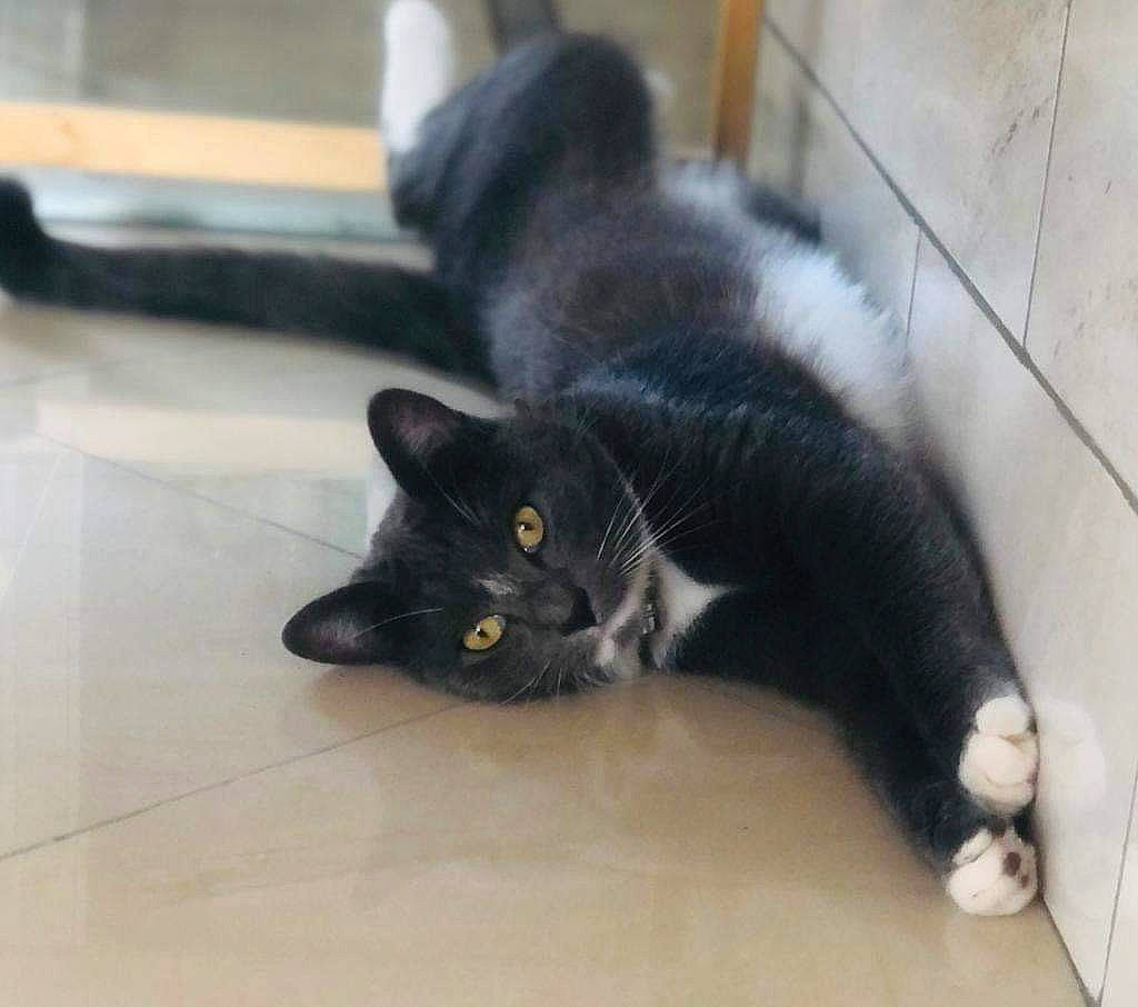 Tchoupi a rejoint le concours — aidez-le/la à gagner de superbes lots ! black_cat, carnivore, cat, claw, domestic_short_haired_cat, felidae, floor, flooring, fur, grey, hardwood, paw, small_to_medium_sized_cats, snout, tail, whiskers