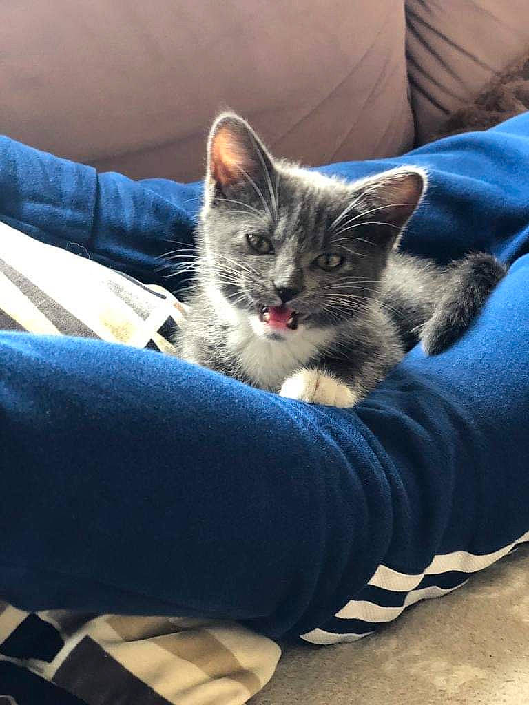 Tchoupi a rejoint le concours — aidez-le/la à gagner de superbes lots ! carnivore, cat, claw, comfort, couch, denim, domestic_short_haired_cat, electric_blue, eye, felidae, foot, fur, grey, human_leg, sitting, small_to_medium_sized_cats, tail, textile, whiskers, wood