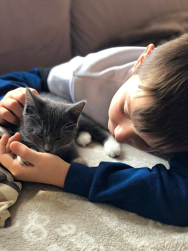 Tchoupi participe au concours pour gagner de l'argent avec cette photo : carnivore, cat, child, comfort, couch, domestic_short_haired_cat, ear, felidae, finger, fur, gesture, grey, lap, linens, mammal, nap, sitting, small_to_medium_sized_cats, snout, whiskers