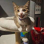 Melon is registered to the contest to win money with this photo: animal, bell, birthday, cat, cat_tree, celebration, cozy, feathers, feline, fur, happy, indoor, kitten, paw, pet, playful, purple_collar, smiling, toy, whiskers