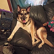 Sarge is registered to the contest to win money with this photo: dog, german_shepherd, leather_couch, indoor, tongue_out, relaxed, pet, furniture, clutter, crates, blanket, fabric, animal, mammal, home, domestic, resting, ears_up, brown_fur, black_fur
