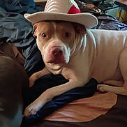 Patch Layla is registered to the contest to win money with this photo: animal, bed, blanket, brown_spots, casual, companion, cowboy_hat, cozy, cute, dog, domestic, furniture, hat, indoor, lying_down, pet, portrait, resting, room, white_dog