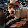 animal, bed, blanket, brown_spots, casual, companion, cowboy_hat, cozy, cute, dog, domestic, furniture, hat, indoor, lying_down, pet, portrait, resting, room, white_dog