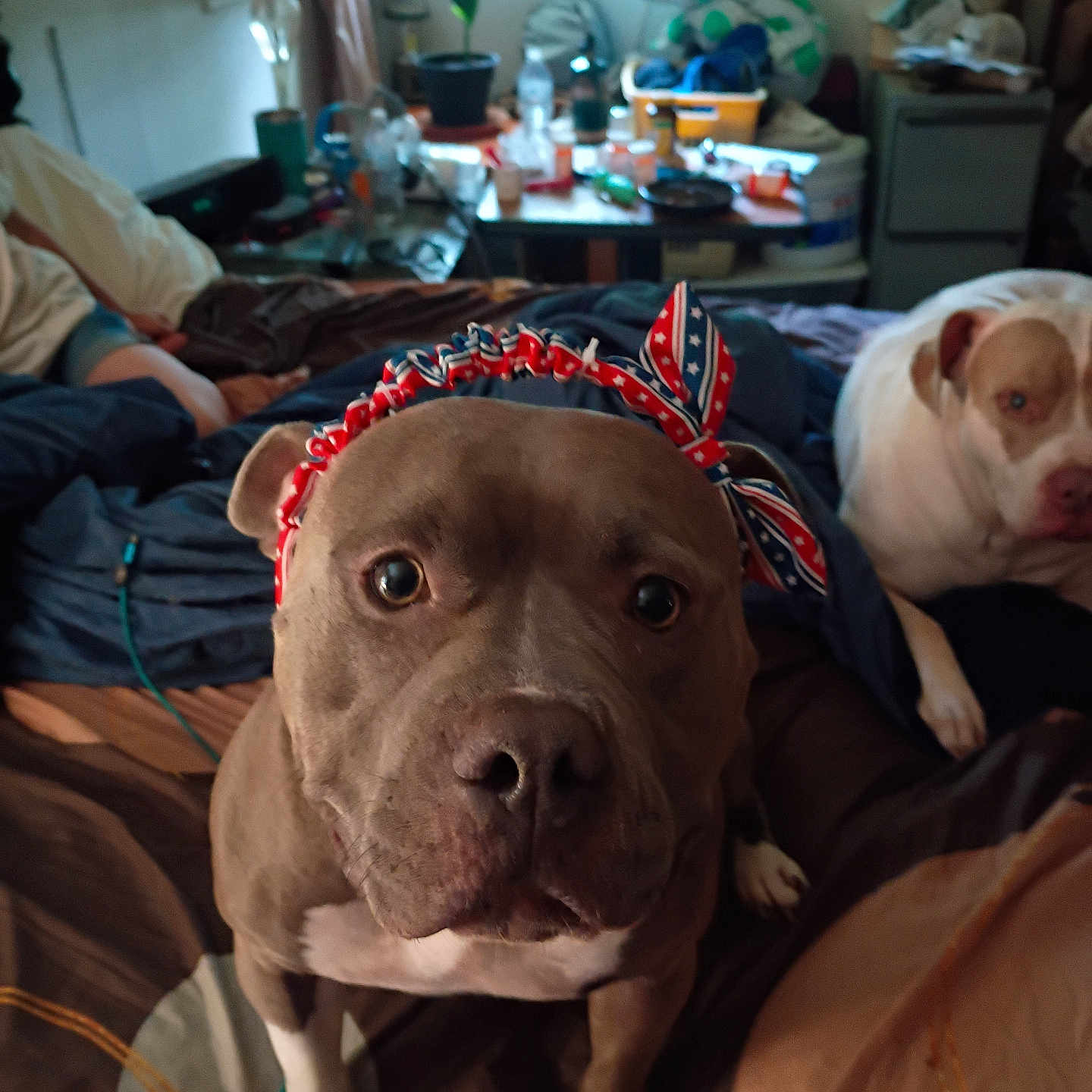 Patch Layla