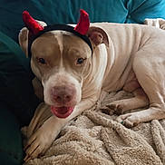 Patches joined the competition — help win amazing prizes! dog, pet, animal, indoor, blanket, couch, headband, devil_horns, cute, playful, relaxed, fur, paw, ears, snout, tongue, resting, comfort, domestic_animal, companion