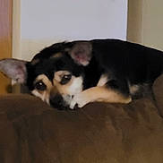 Buddy joined the competition — help win amazing prizes! dog, canine, pet, resting, couch, brown, indoor, sleepy, fur, ears, face, animal, domestic, relaxed, companion, cute, laying, home, comfort, cozy