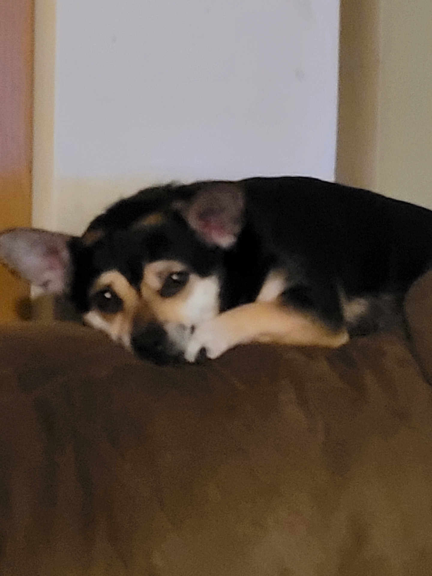 Buddy