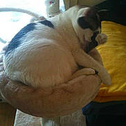 Sateen participe au concours pour gagner de l'argent avec cette photo :