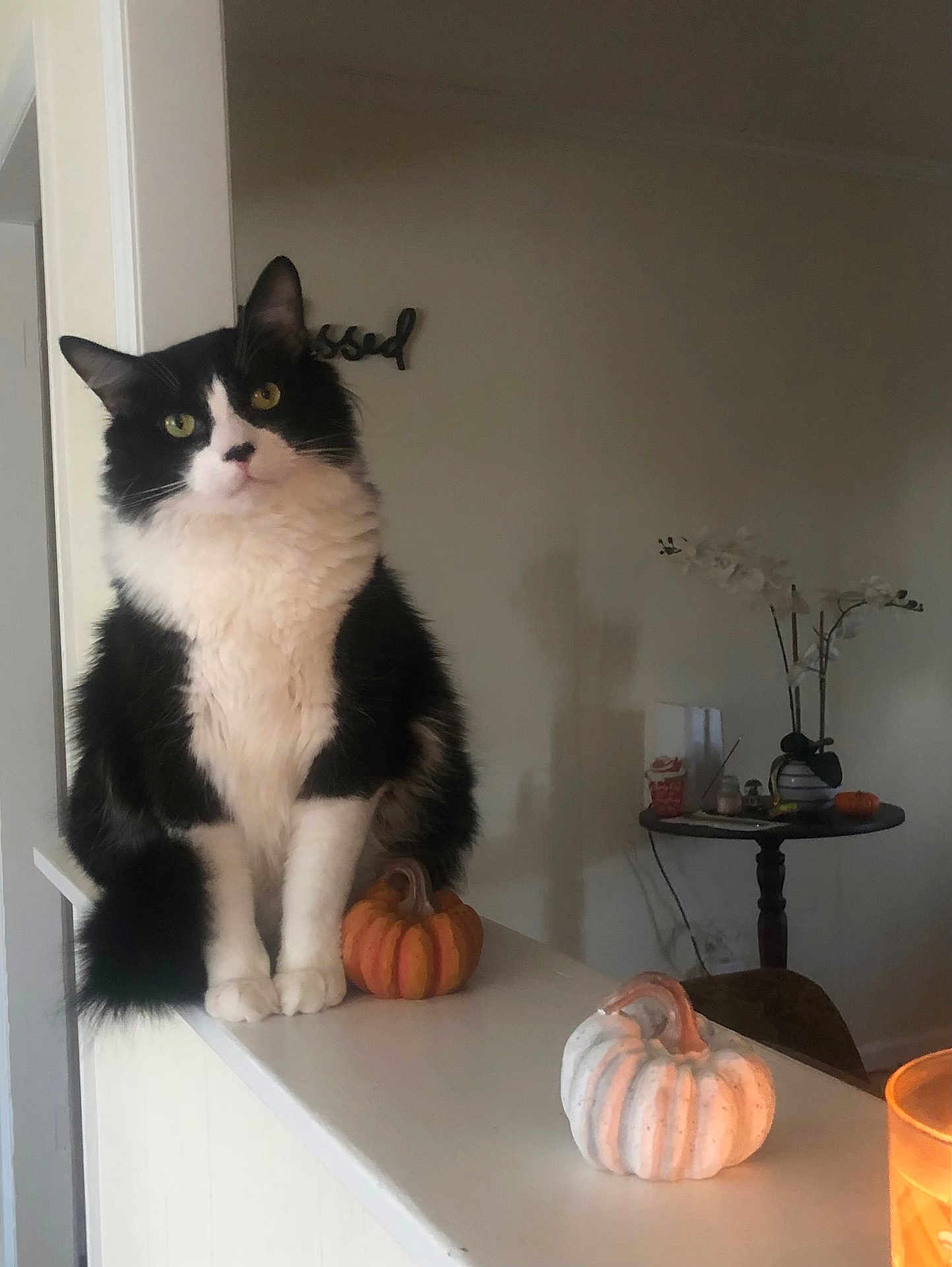 Cookie is registered to the contest to win money with this photo: cat, black_and_white_cat, pumpkin, decor, candle, table, vase, flowers, indoor, cozy, ledges, pet, animal, fluffy, white_pumpkin, orange_pumpkin, feline, sitting, home, shadow