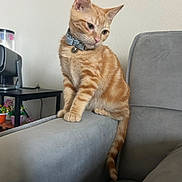 Rory joined the competition — help win amazing prizes! cat, kitten, orange_tabby, collar, bell, couch, armrest, indoor, pet, feline, curious, home, table, potted_plants, coffee_machine, gray, fur, whiskers, tail, ears
