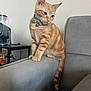 cat, kitten, orange_tabby, collar, bell, couch, armrest, indoor, pet, feline, curious, home, table, potted_plants, coffee_machine, gray, fur, whiskers, tail, ears