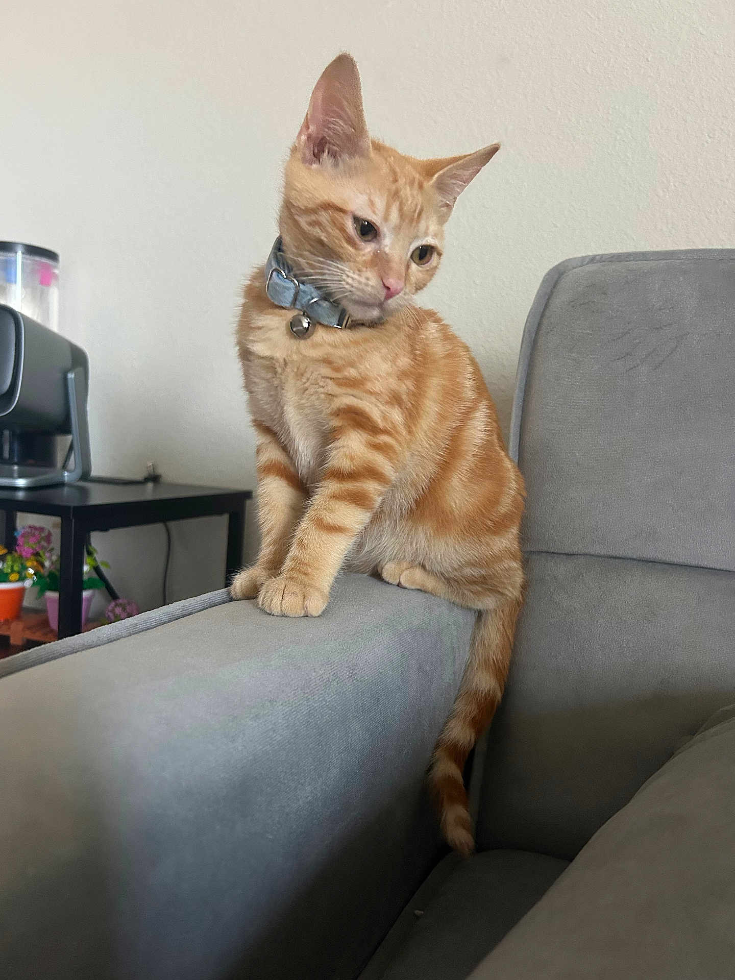 Rory joined the competition — help win amazing prizes! cat, kitten, orange_tabby, collar, bell, couch, armrest, indoor, pet, feline, curious, home, table, potted_plants, coffee_machine, gray, fur, whiskers, tail, ears