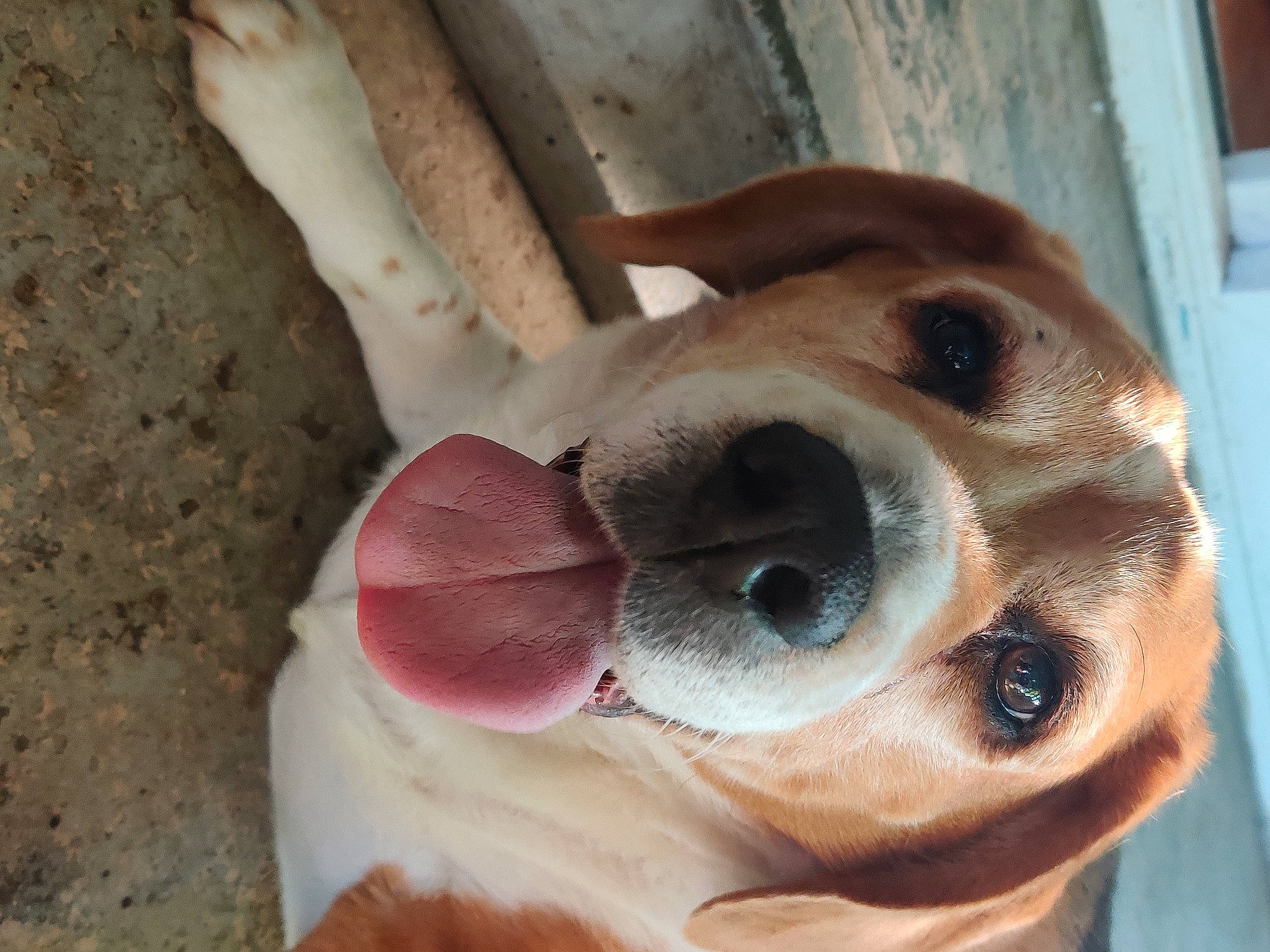 Buford joined the competition — help win amazing prizes! ancient_dog_breeds, canidae, carnivore, companion_dog, dog, dog_breed, dog_supply, ear, eyelash, fawn, fur, jaw, non_sporting_group, paw, selfie, snout, sporting_group, toy_dog, whiskers, working_animal