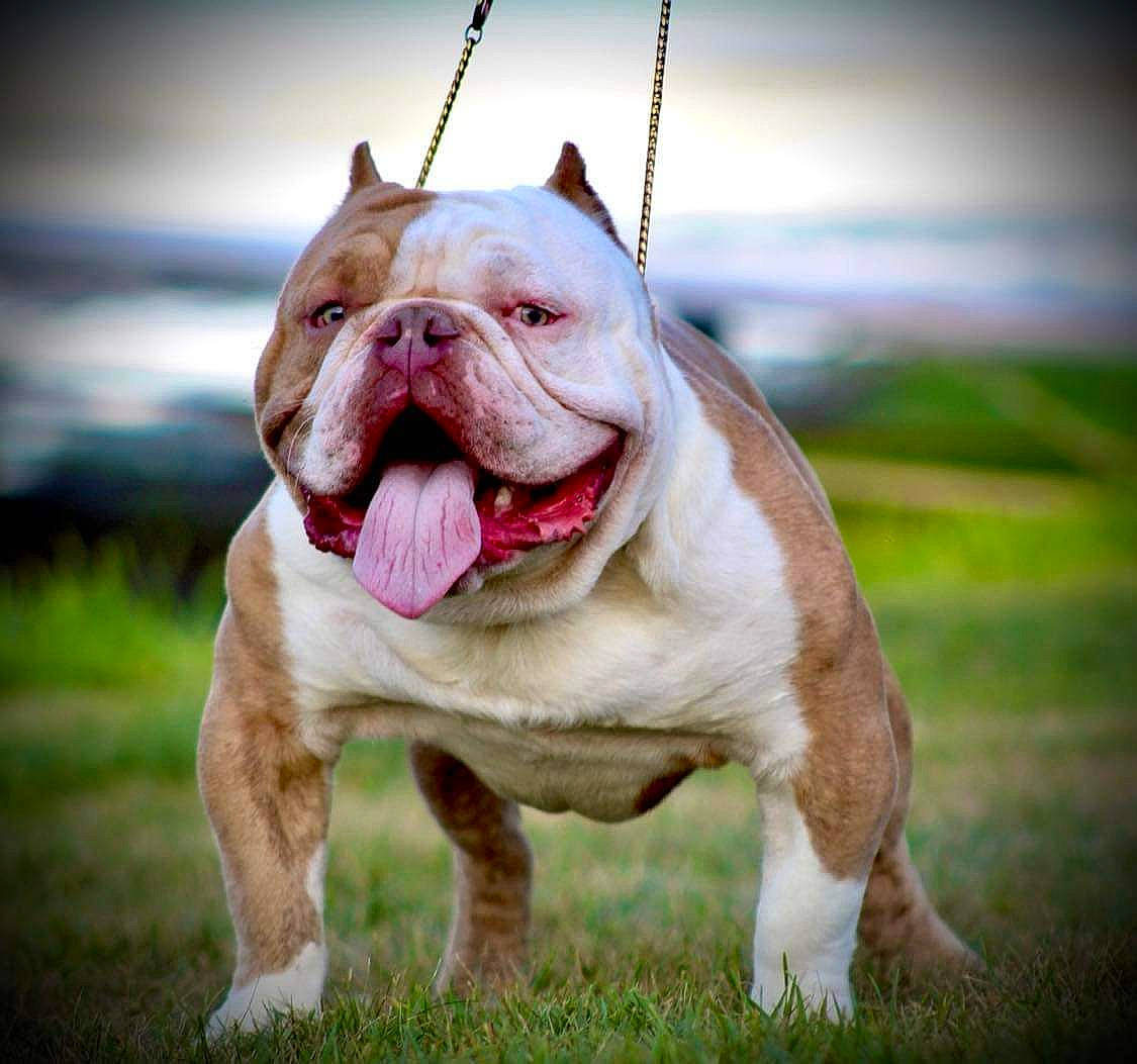 Cyrex joined the competition — help win amazing prizes! bulldog, canidae, carnivore, collar, companion_dog, dog, dog_breed, dog_collar, fawn, grass, happy, leash, plant, sky, snout, sporting_group, terrestrial_animal, whiskers, white_english_bulldog, wrinkle