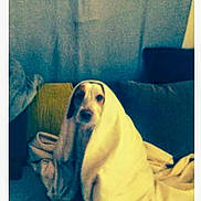 Ipso a rejoint le concours — aidez-le/la à gagner de superbes lots ! dog, blanket, couch, indoor, pet, wrapped, snug, cozy, fur, animal, comfort, home, cute, expression, resting, soft, seated, living_room, domestic, warm
